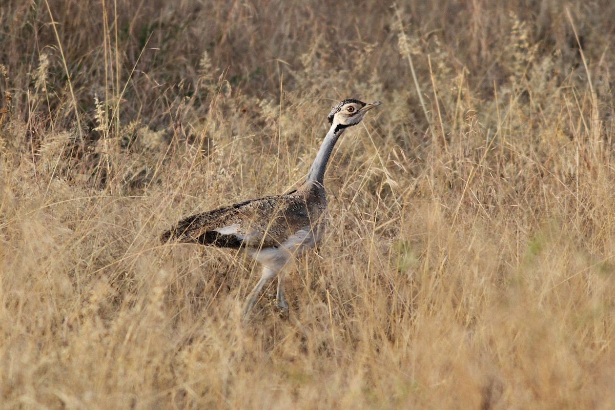 White-bellied Bustard - ML601021541