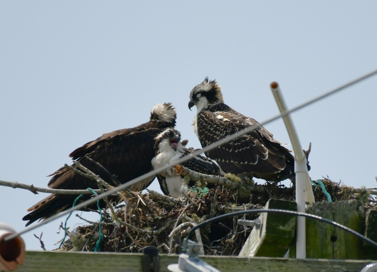 Osprey - mike shaw