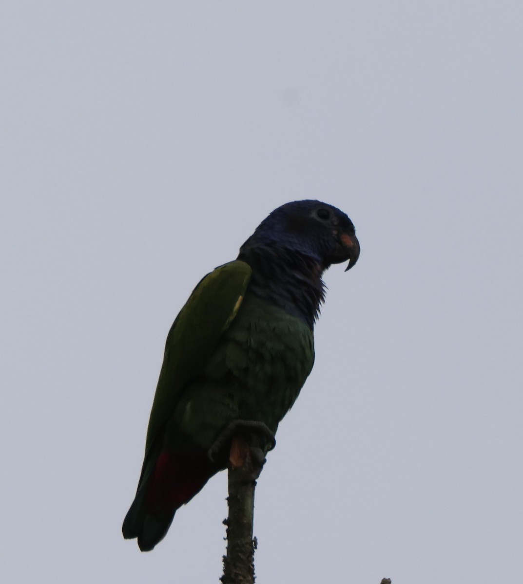 Blue-headed Parrot - ML601022051
