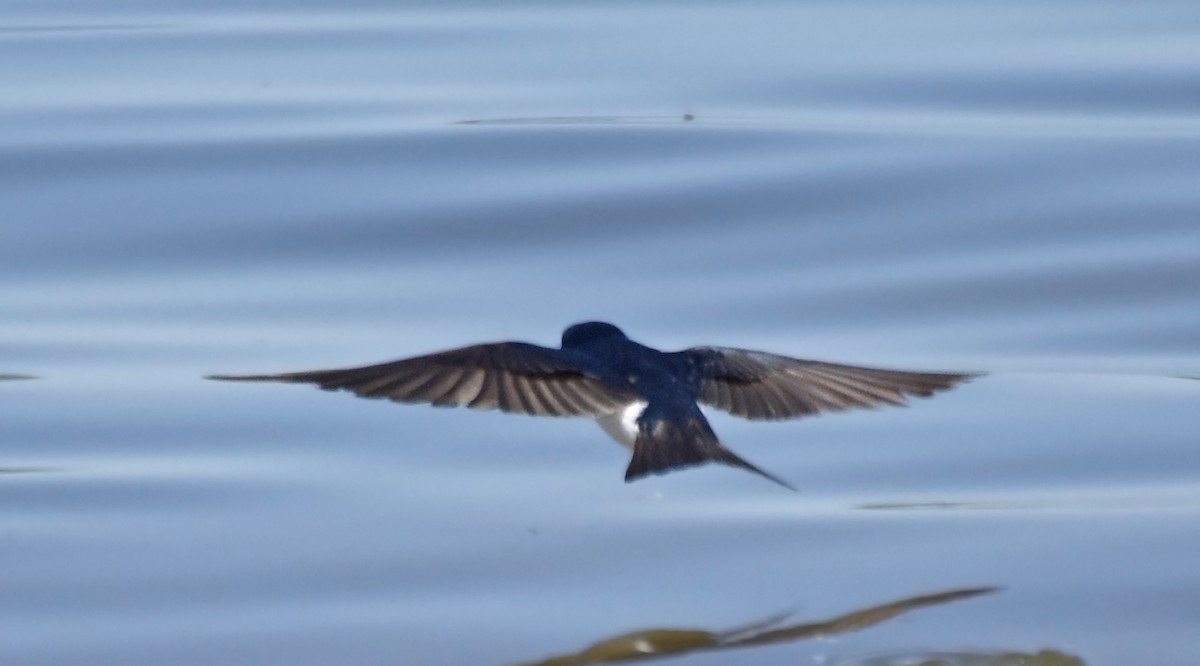 Tree Swallow - Steven Mlodinow