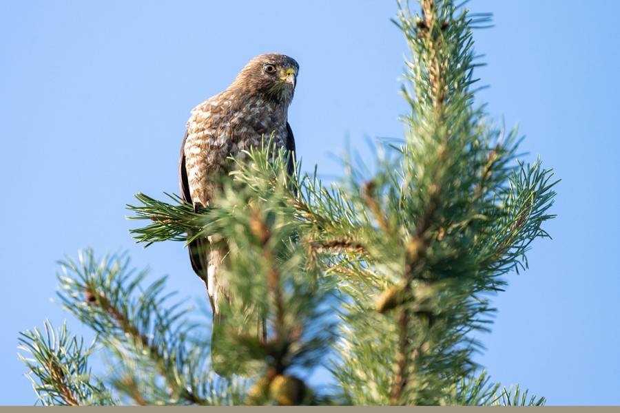 Broad-winged Hawk - Clive Keen