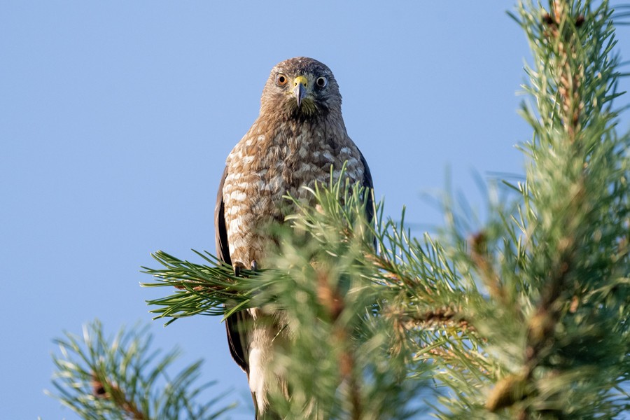Broad-winged Hawk - Clive Keen