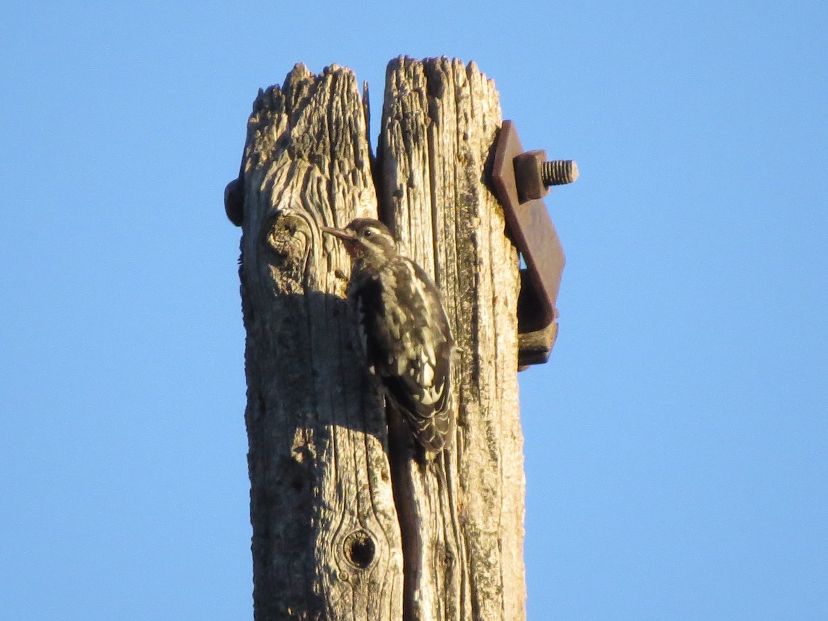 Red-naped Sapsucker - ML601022571