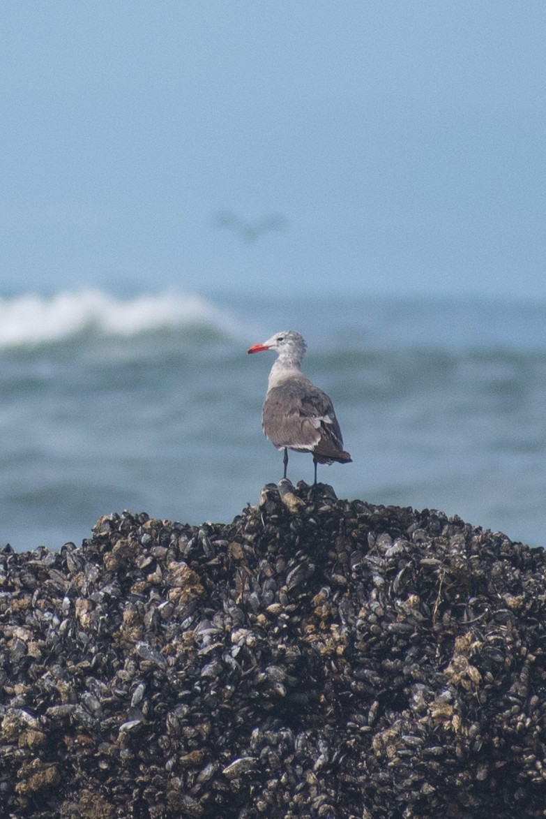 Heermann's Gull - ML601022791
