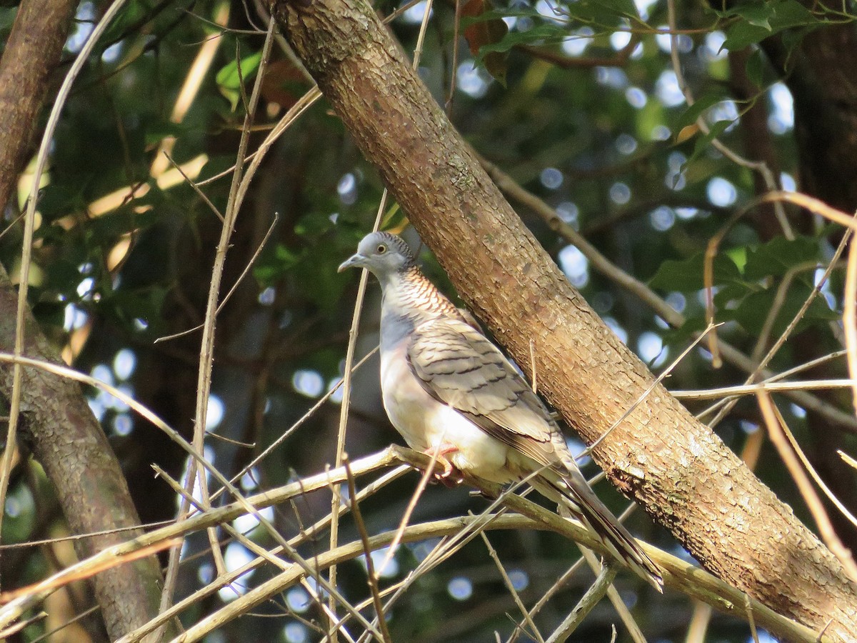 Bar-shouldered Dove - Albert Ross