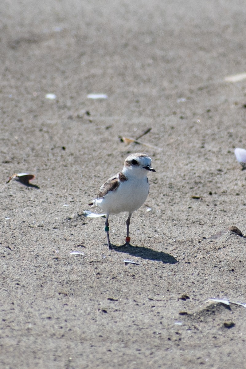 Snowy Plover - Anna Kilian