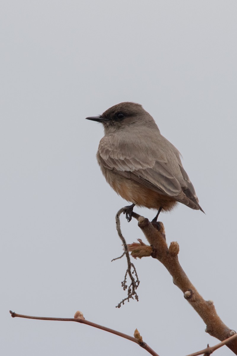 Say's Phoebe - ML601023741