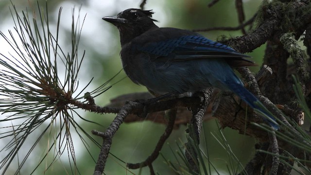 Steller's Jay - ML601023771