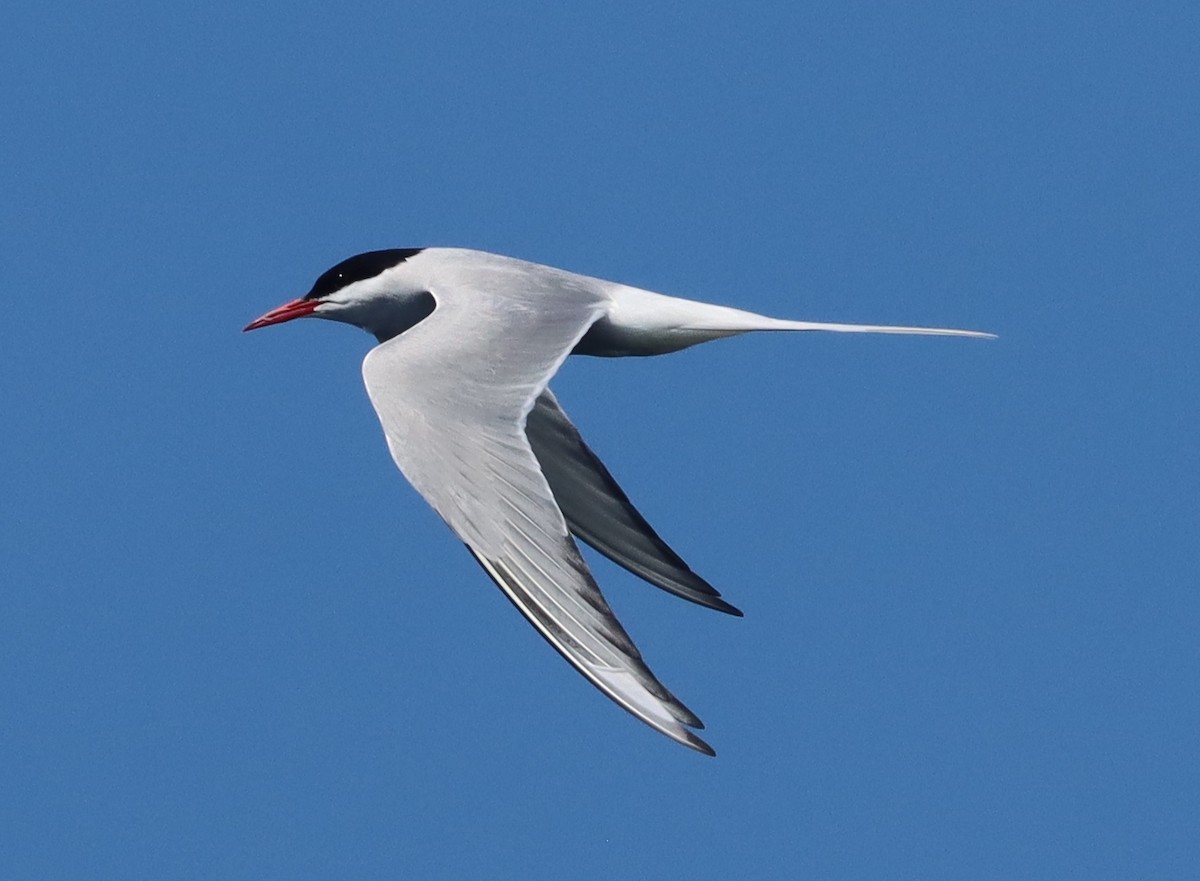 Arctic Tern - ML601025001