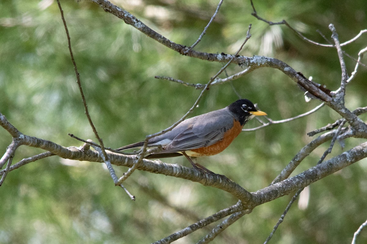 American Robin - ML601025381
