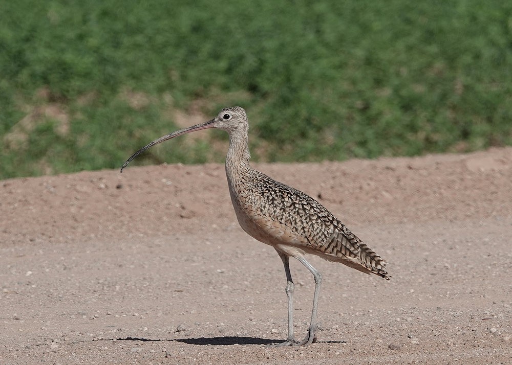 Long-billed Curlew - ML601026281