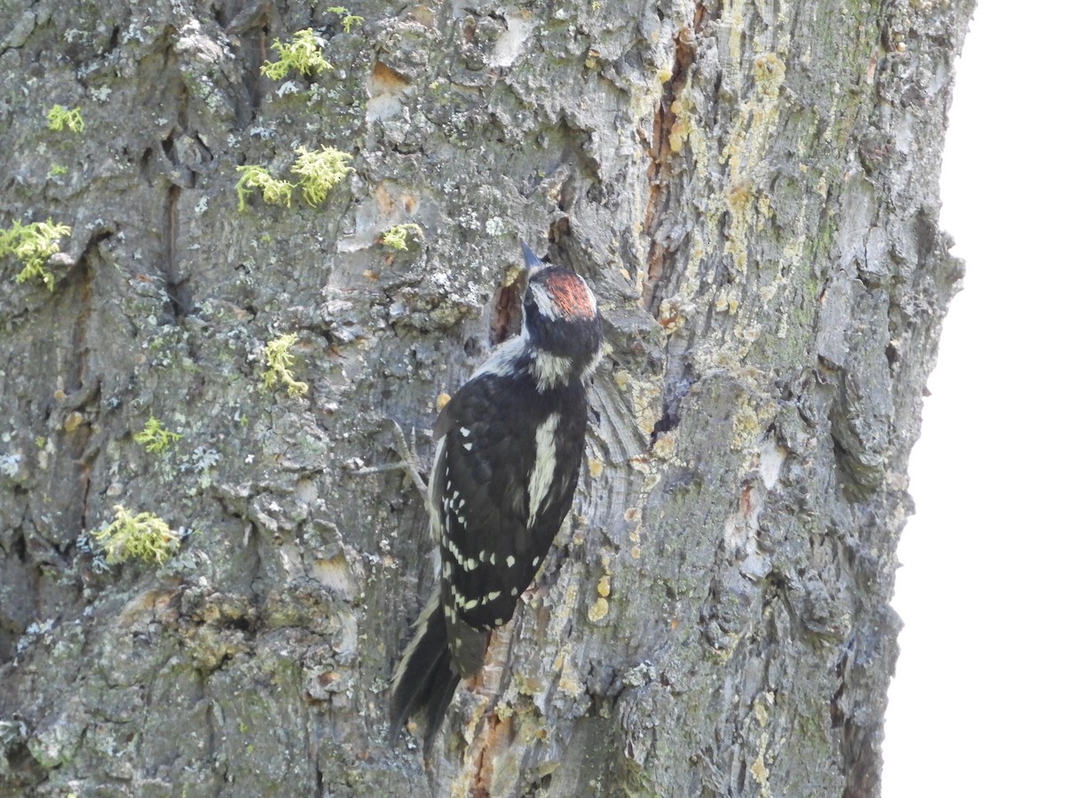 Downy Woodpecker - ML601026611