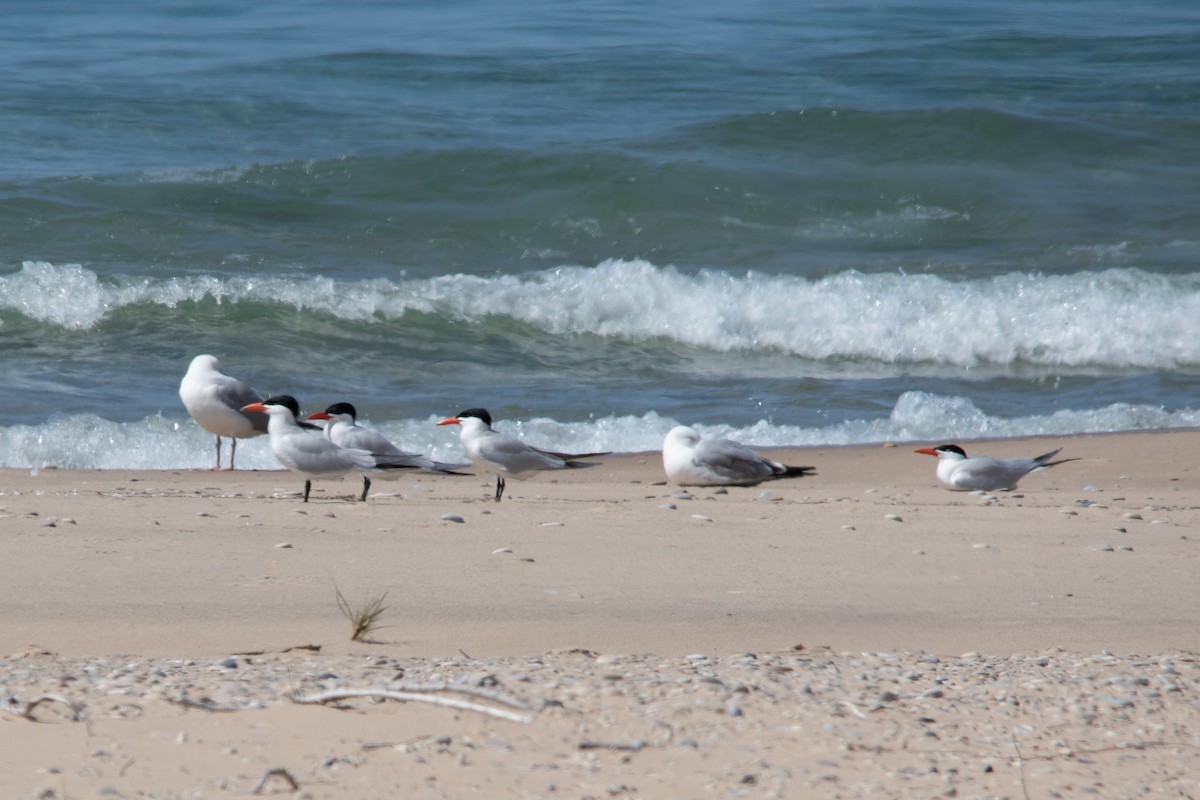 Caspian Tern - ML601027041