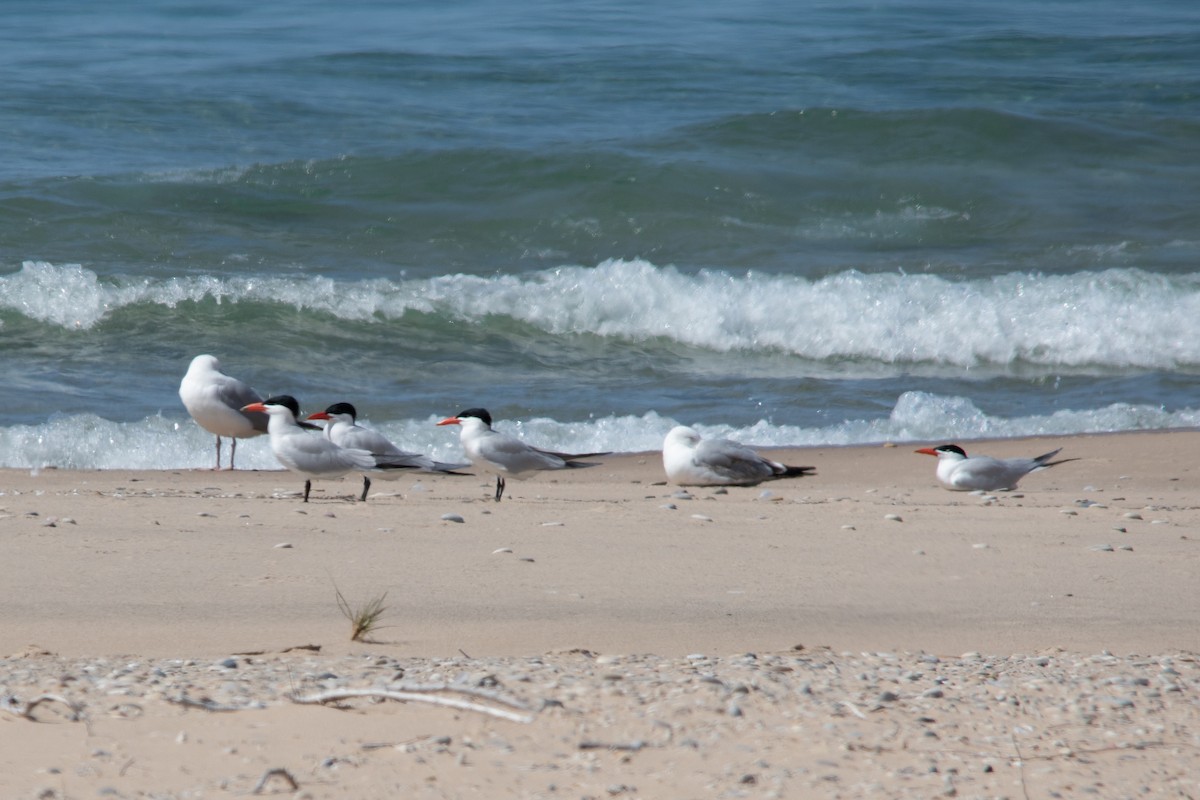 rybák velkozobý - ML601027041