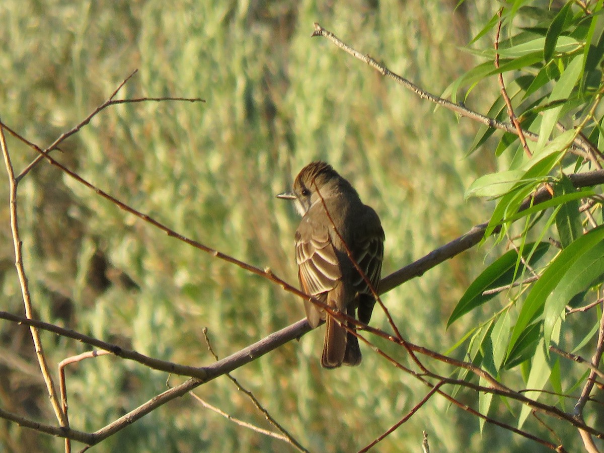 Willow Flycatcher - ML60102721
