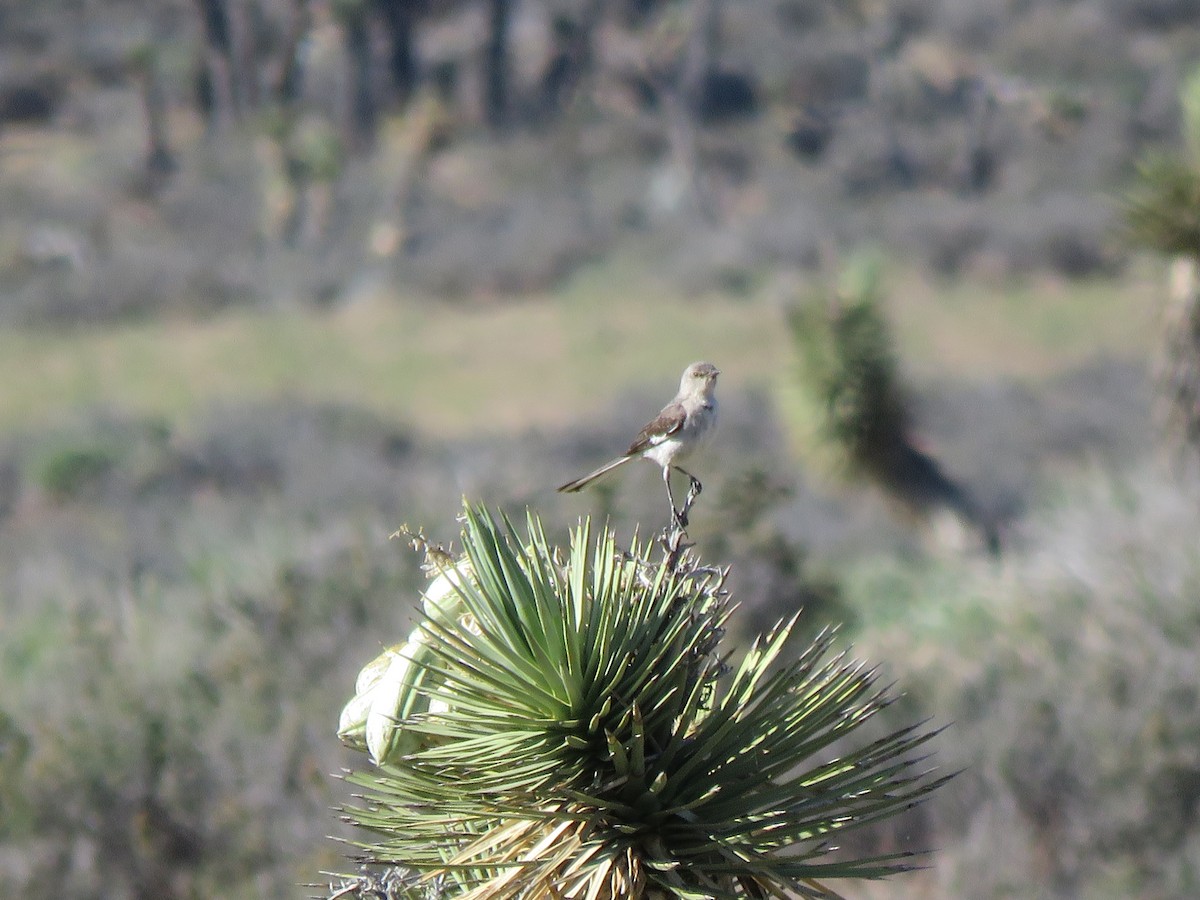 Northern Mockingbird - ML60102761