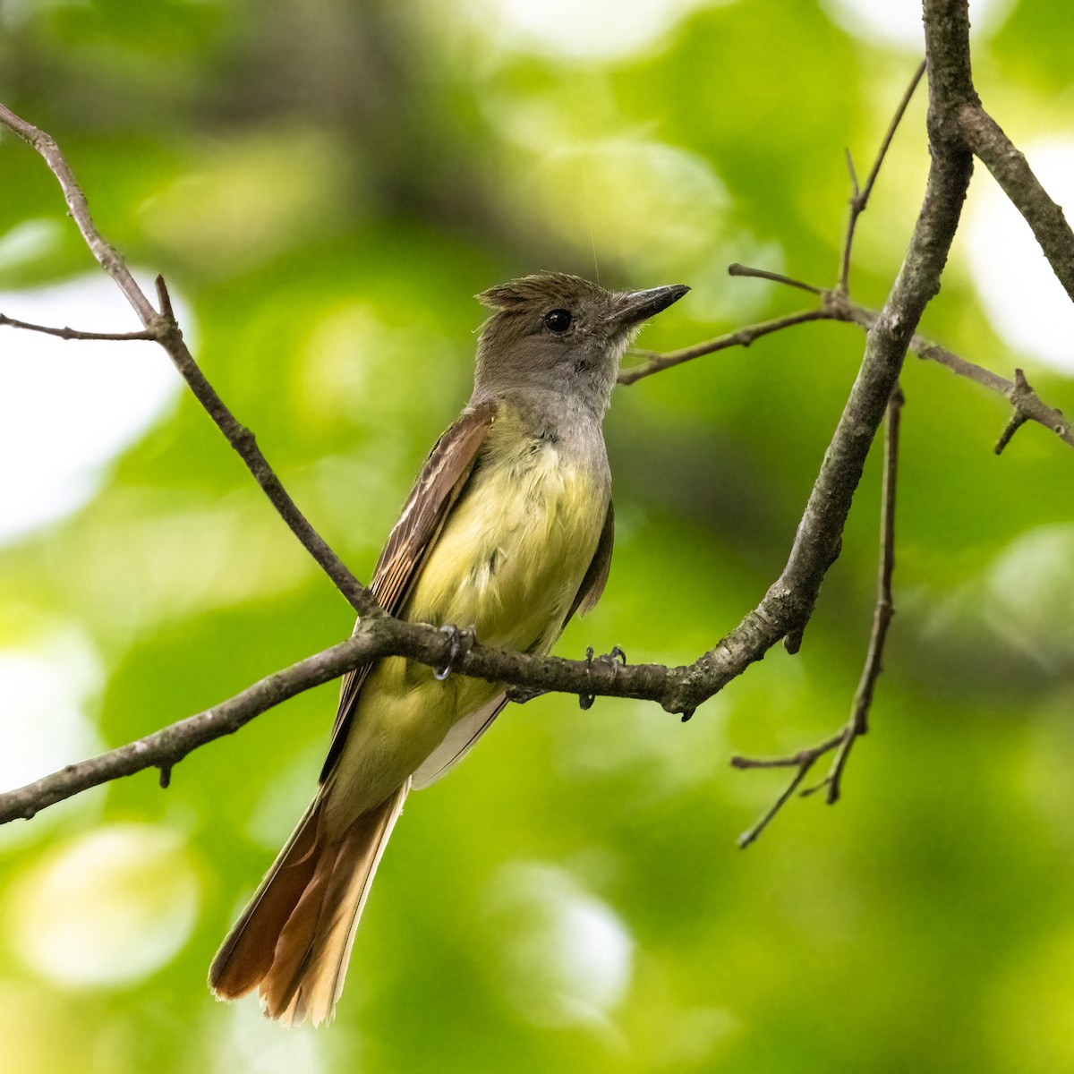 Great Crested Flycatcher - Greg O’Brien