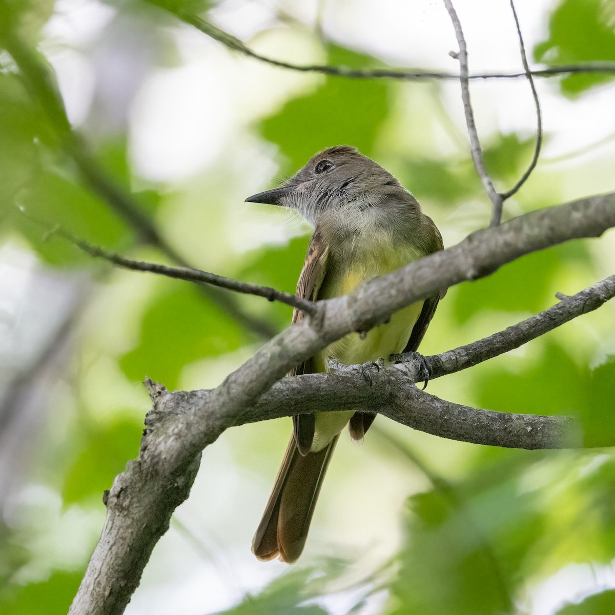 Great Crested Flycatcher - ML601027661