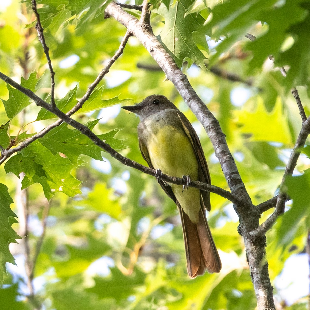 Great Crested Flycatcher - ML601027671