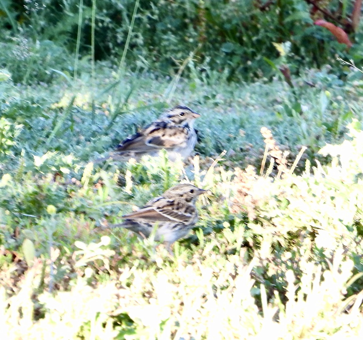 Savannah Sparrow - ML601027731