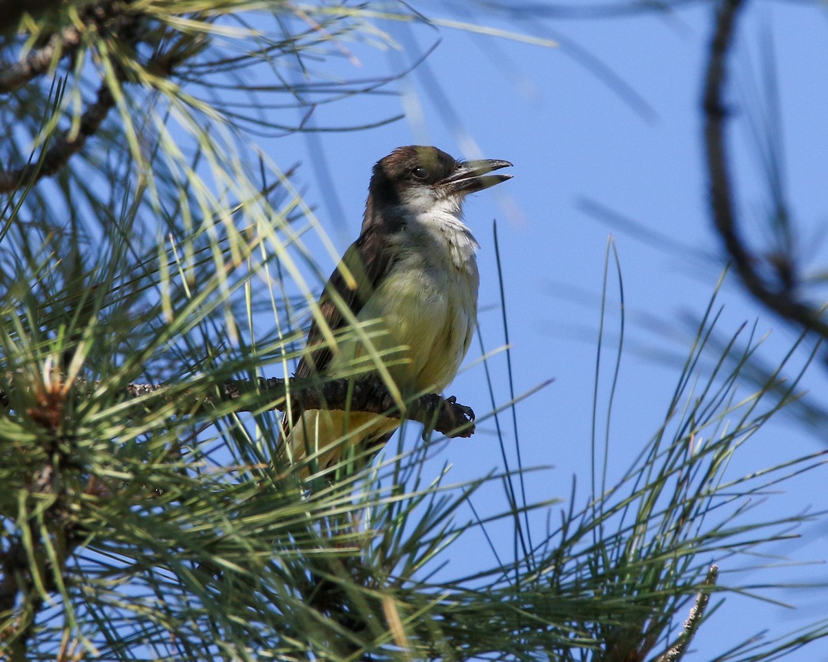 Dickschnabel-Königstyrann - ML601027981