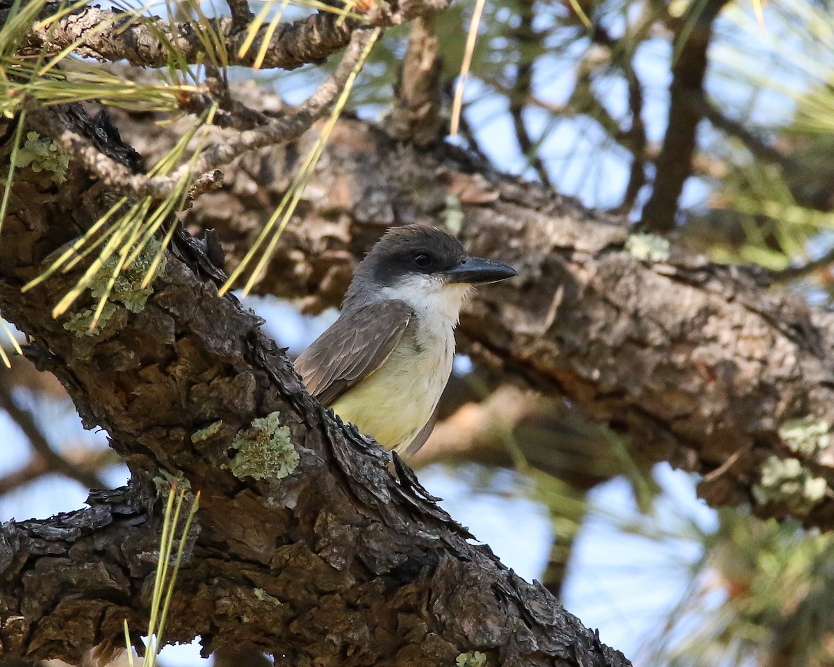 Dickschnabel-Königstyrann - ML601027991