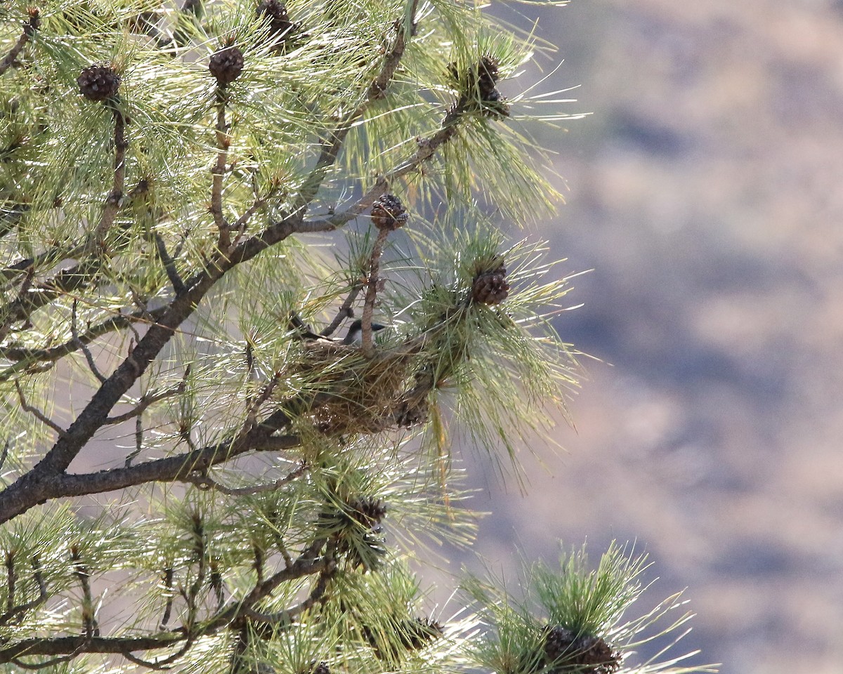 Thick-billed Kingbird - ML601028011