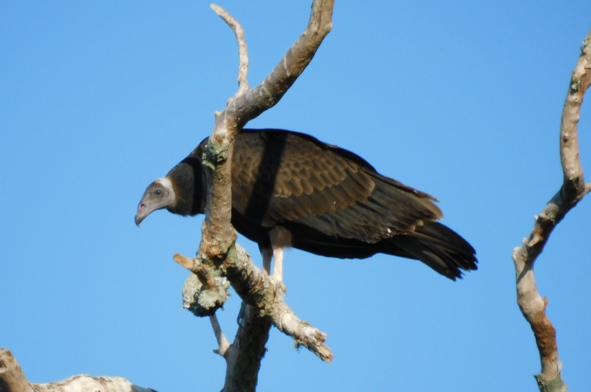 Black Vulture - Kathy Rhodes