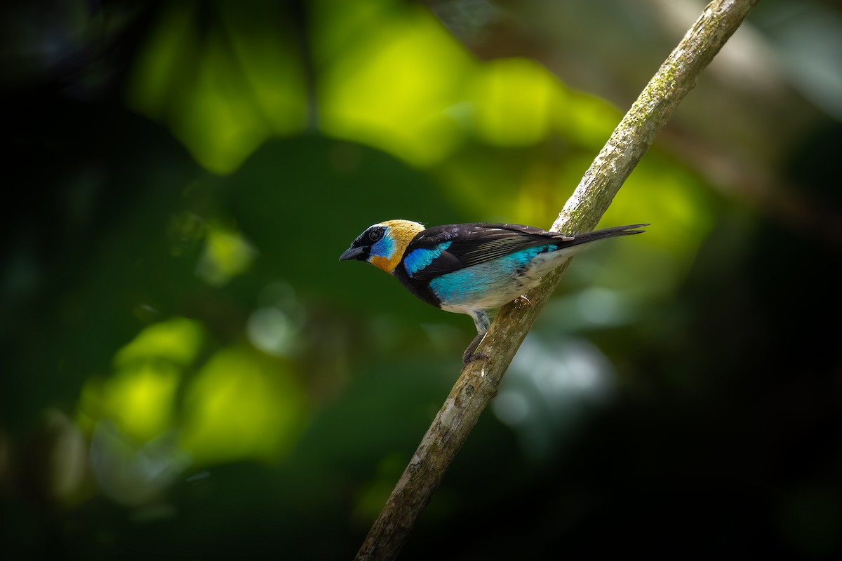 Golden-hooded Tanager - ML601028301