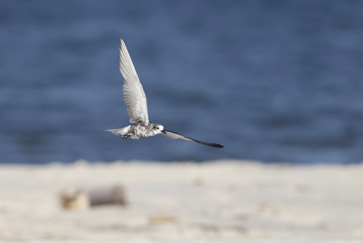 Black Tern - ML601028421