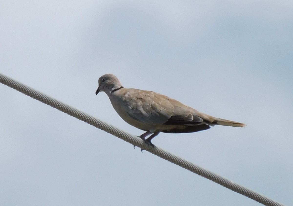 Eurasian Collared-Dove - Kathy Rhodes