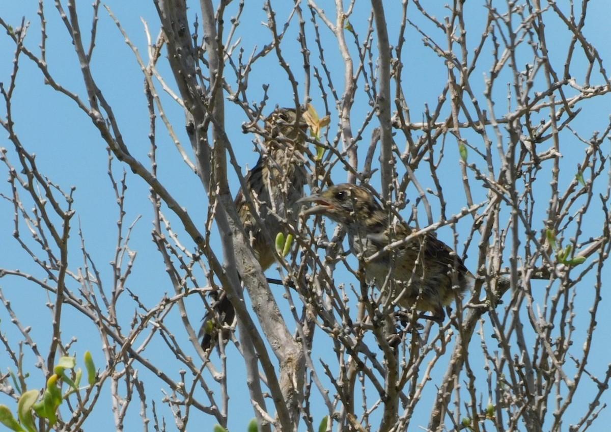 Seaside Sparrow - Kathy Rhodes