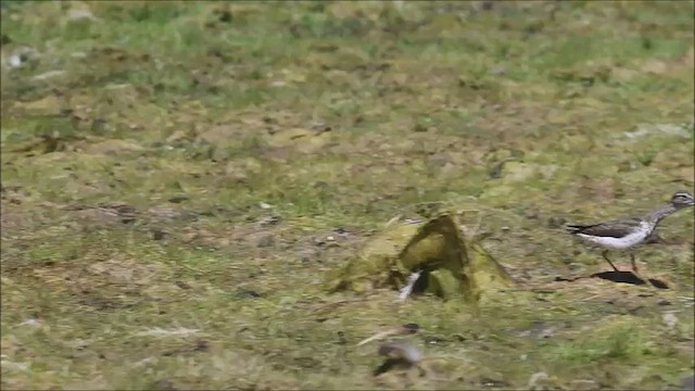 Spotted Sandpiper - ML601028861