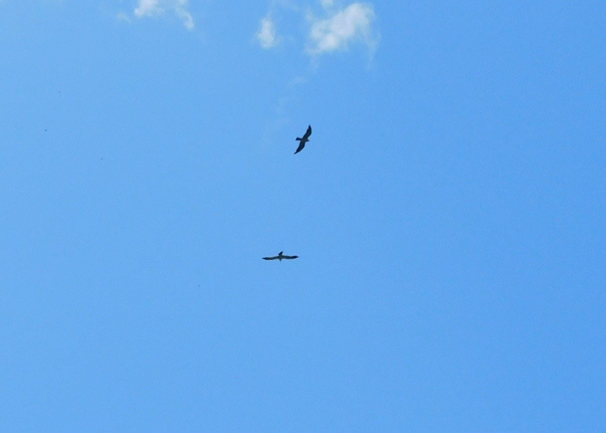 Mississippi Kite - ML601028921