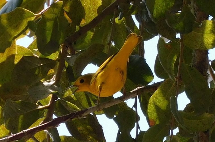 Yellow Warbler - Kathy Rhodes