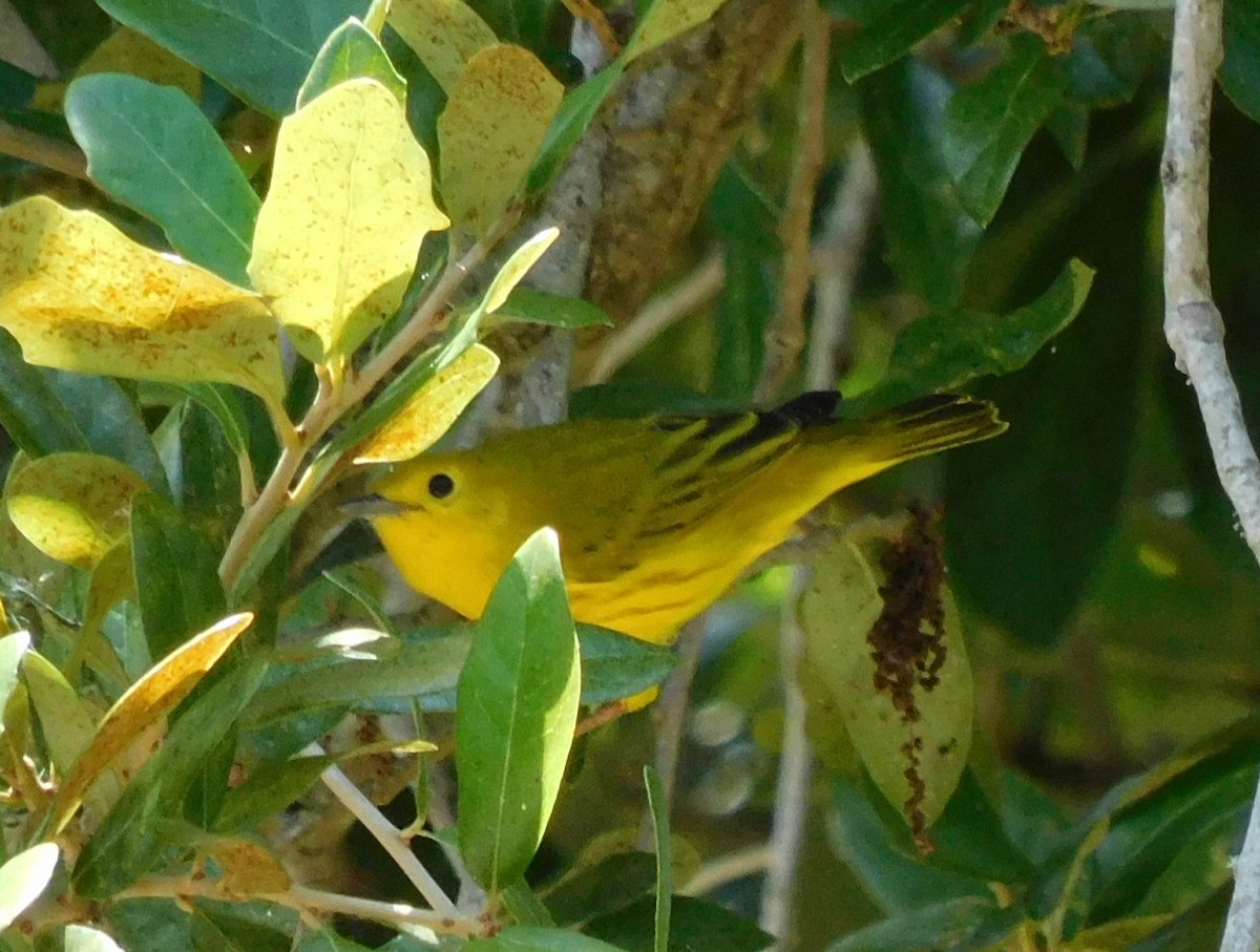 Yellow Warbler - Kathy Rhodes