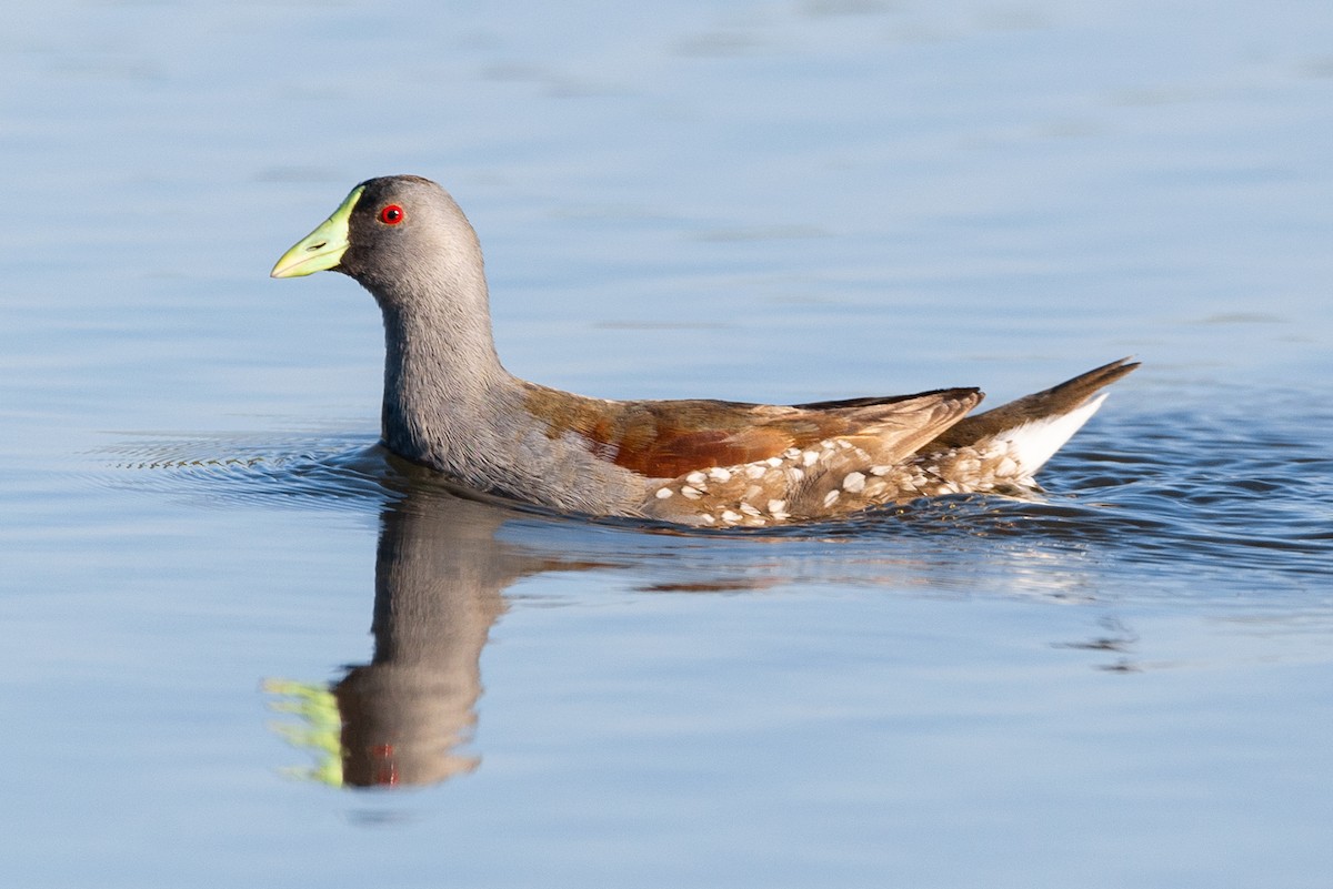 Spot-flanked Gallinule - Raphael Zulianello