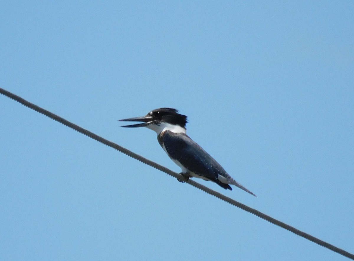 Belted Kingfisher - ML601029691