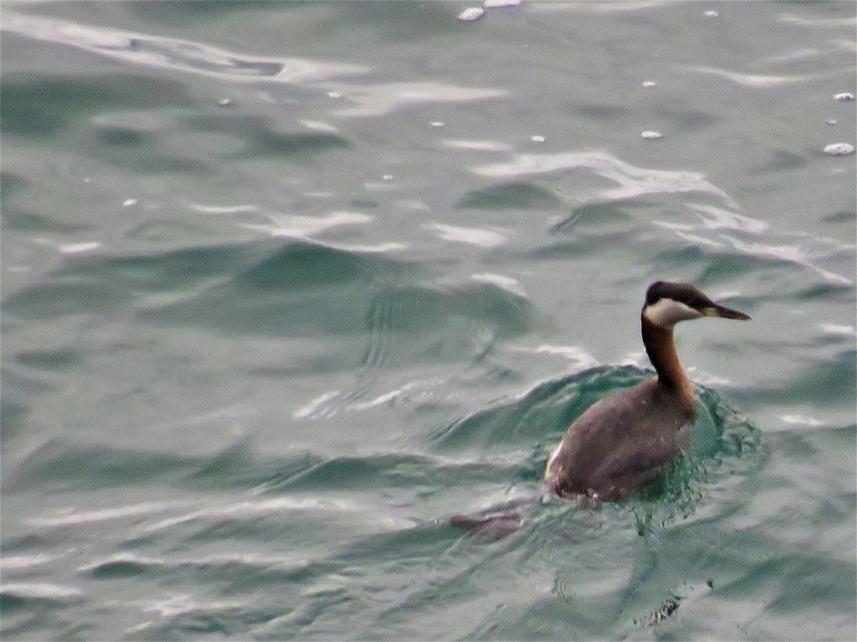 Red-necked Grebe - ML601029831