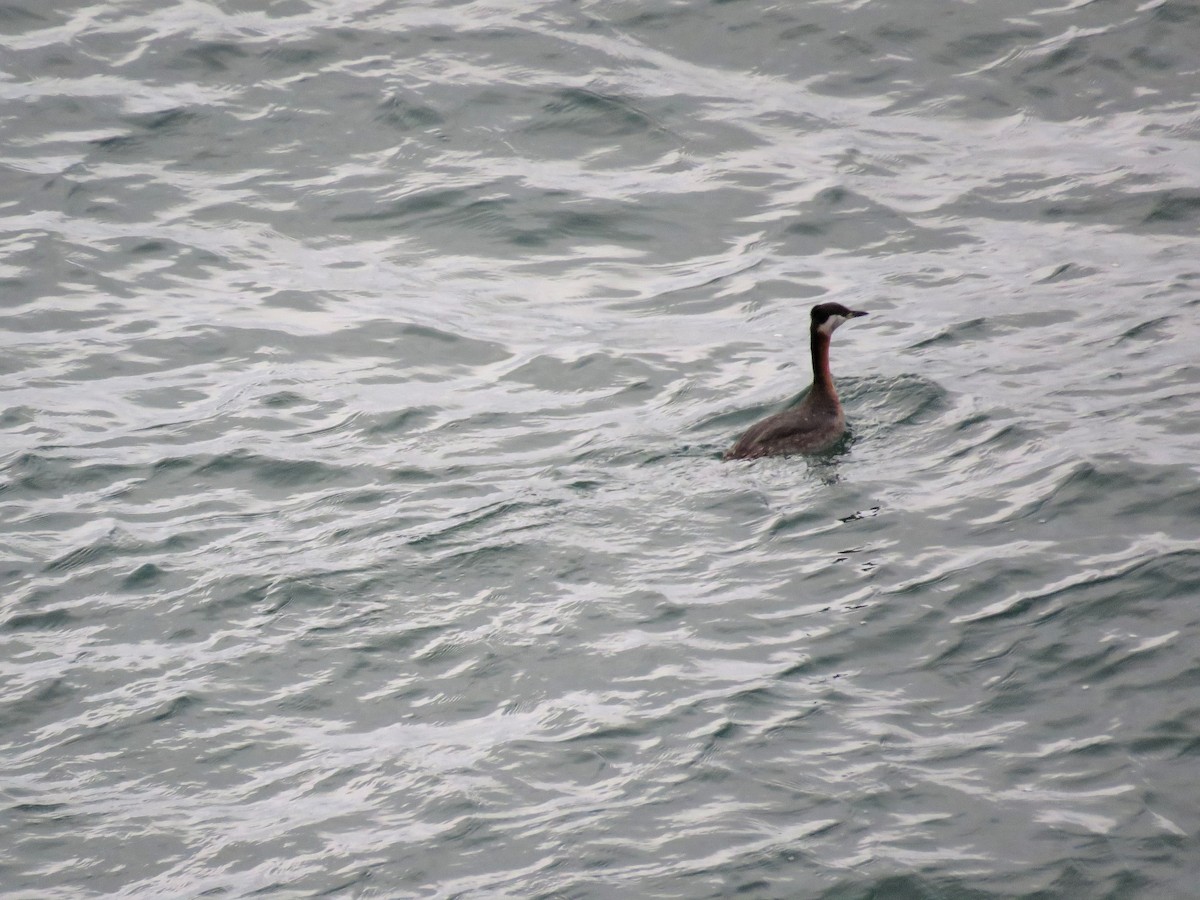 Red-necked Grebe - ML601029841