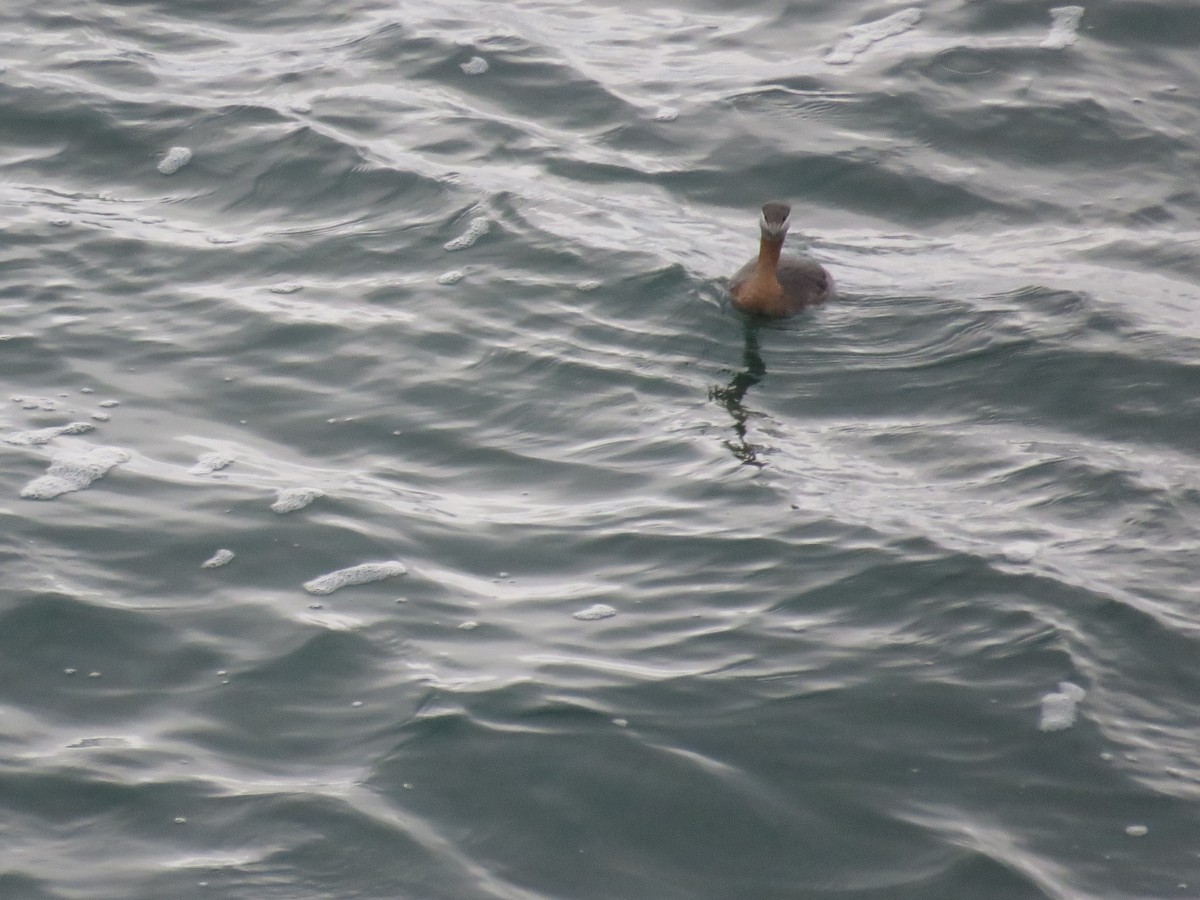 Red-necked Grebe - ML601029911