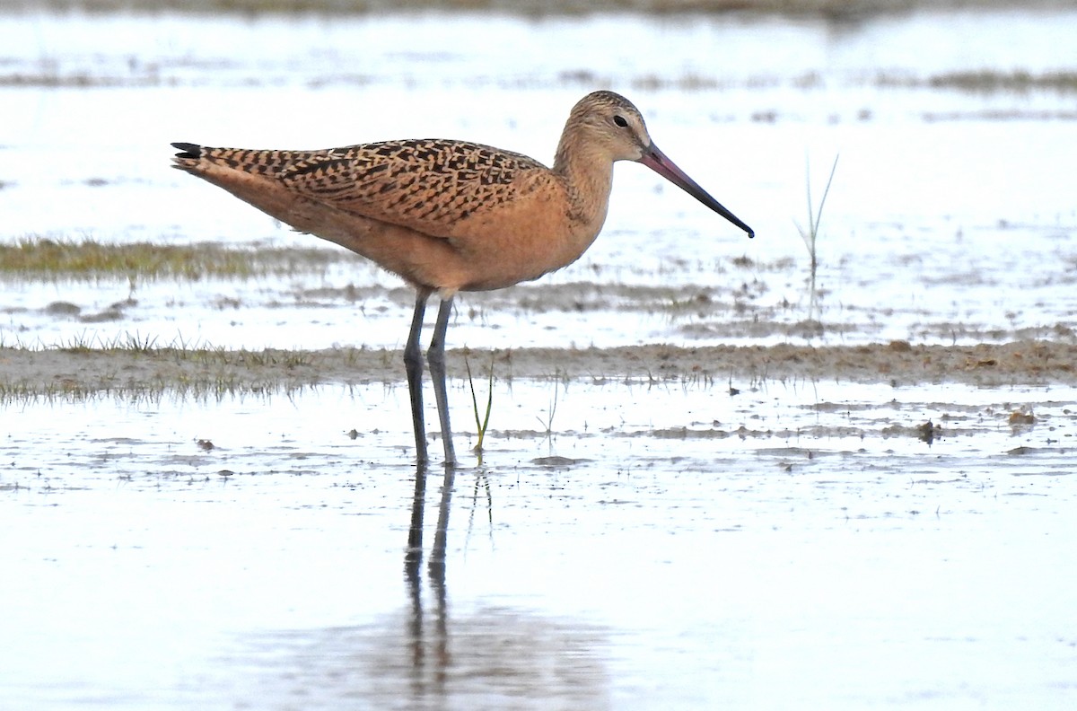 Marbled Godwit - ML601030801