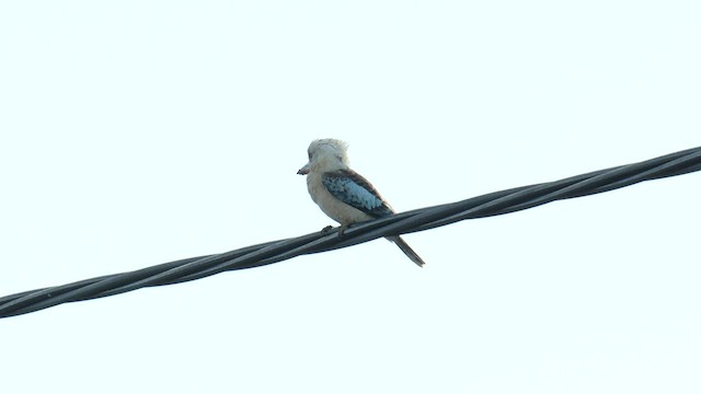 Martin-chasseur à ailes bleues - ML601030811
