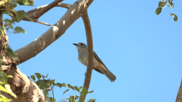 Gray Shrikethrush - ML601030841