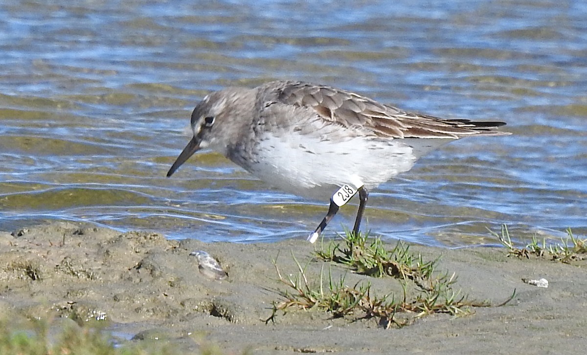 White-rumped Sandpiper - ML601030891