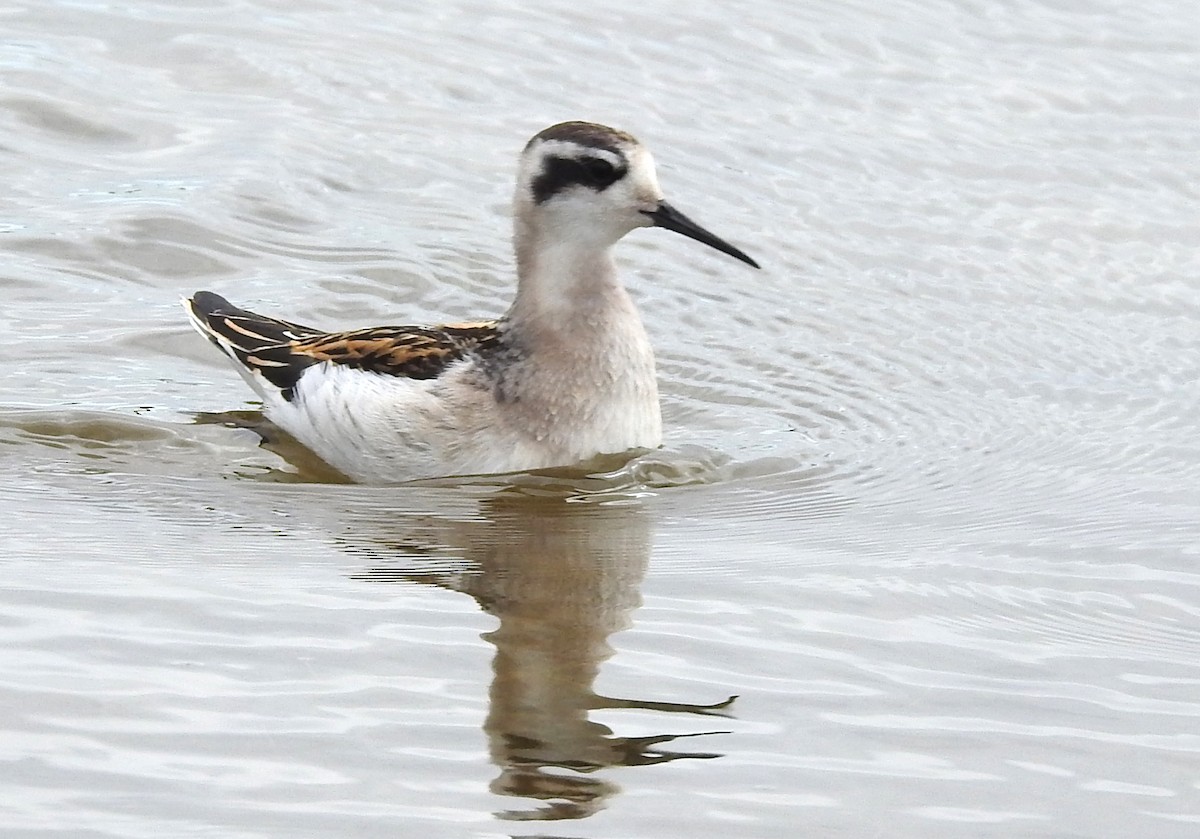 Red-necked Phalarope - ML601031331