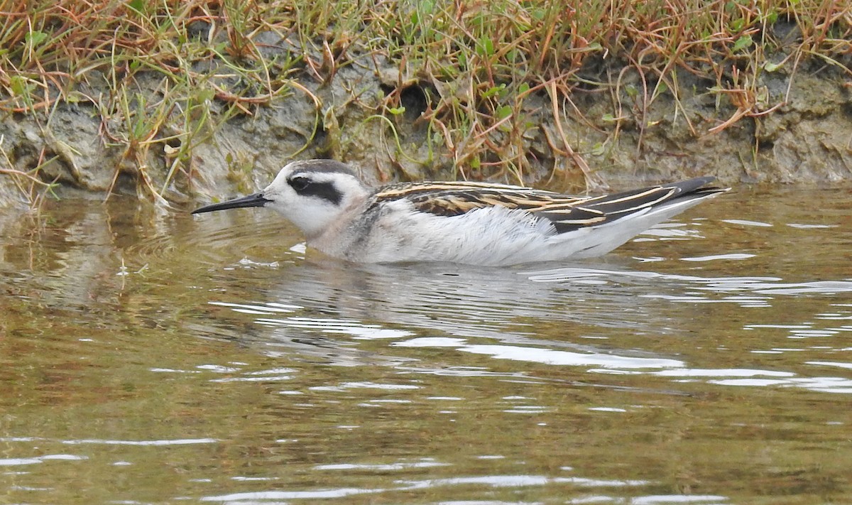 Phalarope à bec étroit - ML601031341