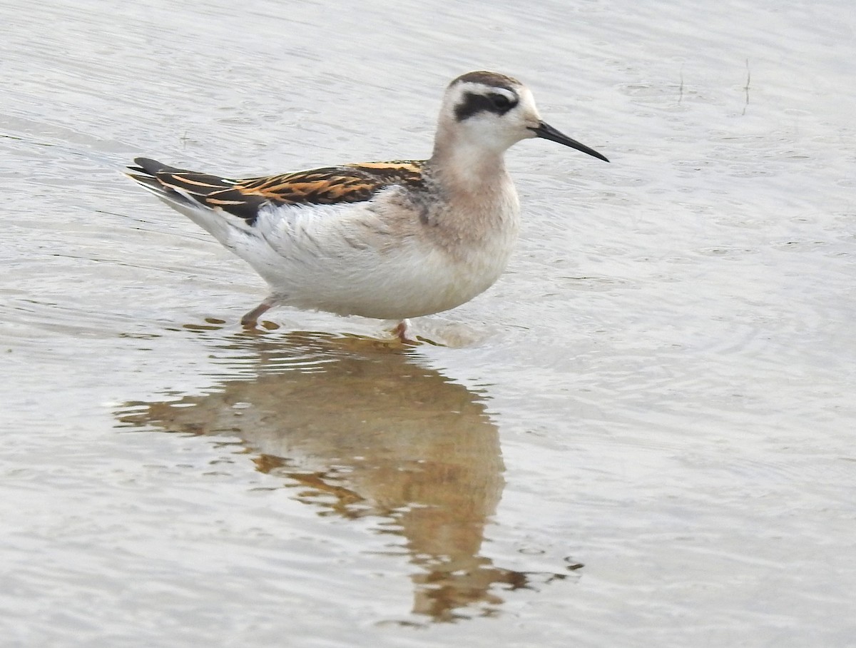 Phalarope à bec étroit - ML601031351