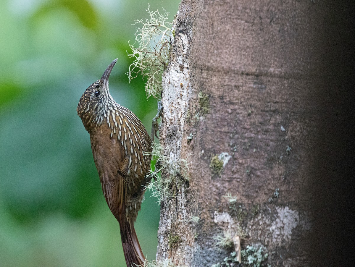 Montane Woodcreeper - ML601031391