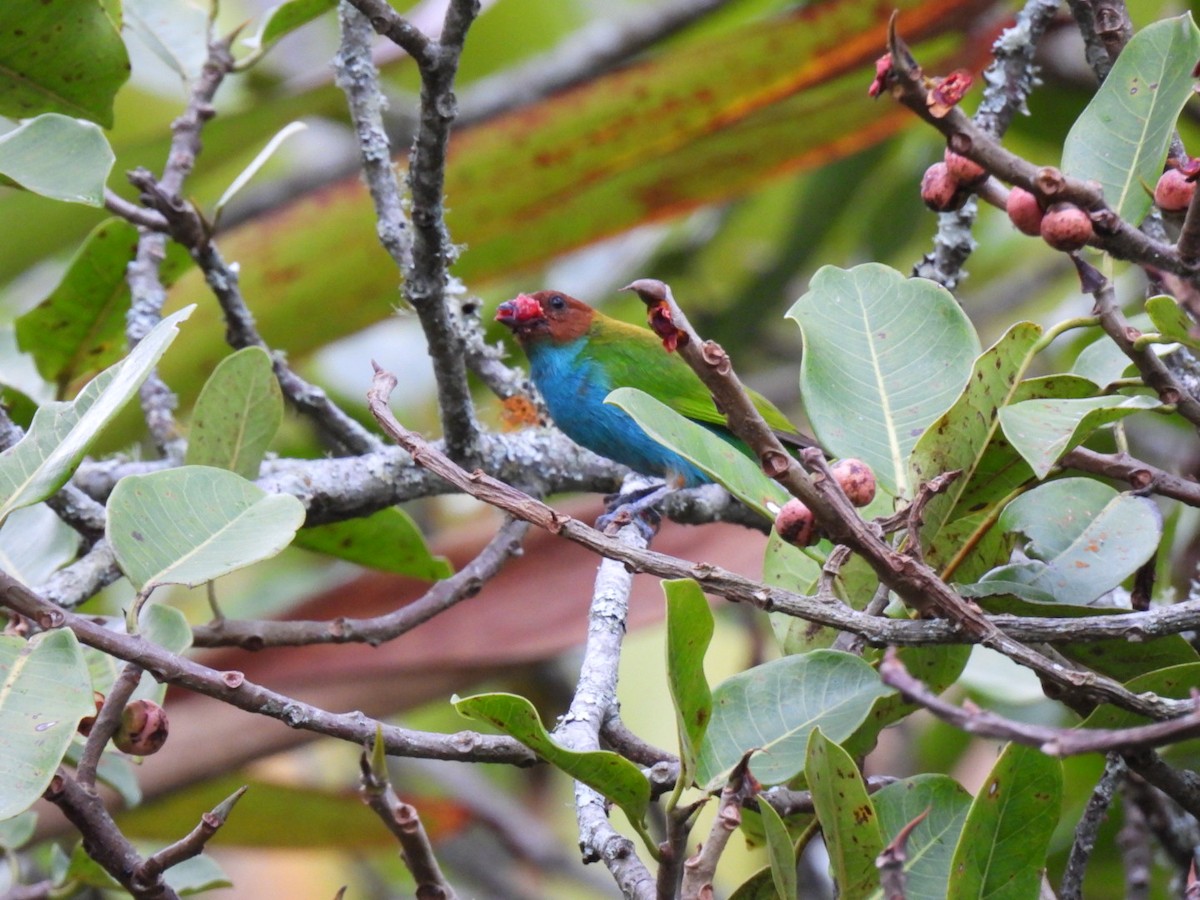 Bay-headed Tanager - ML601032081